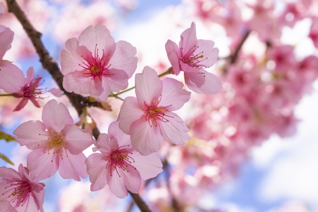 『 春の花❀桜 』