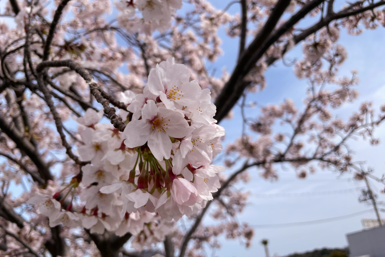 今年も駐車場の桜が咲きました🌸