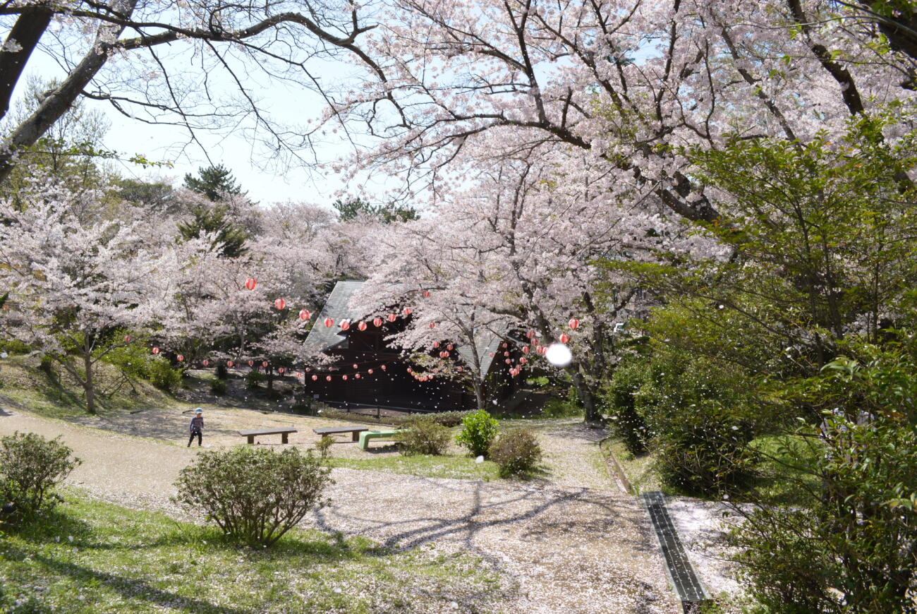 山口県の桜の名所をご紹介🌸