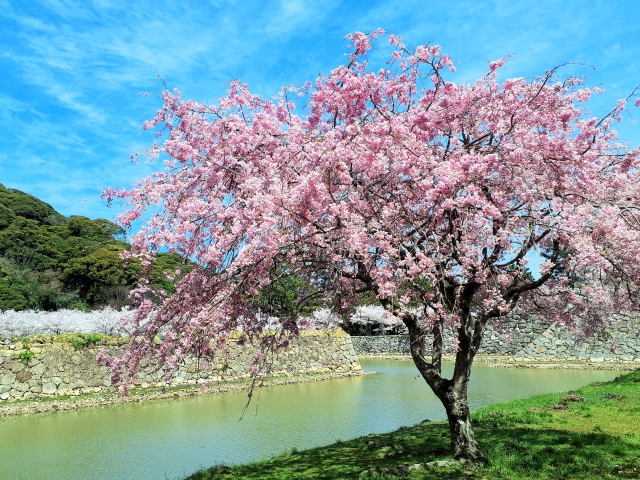 山口🌸桜の名所🌸