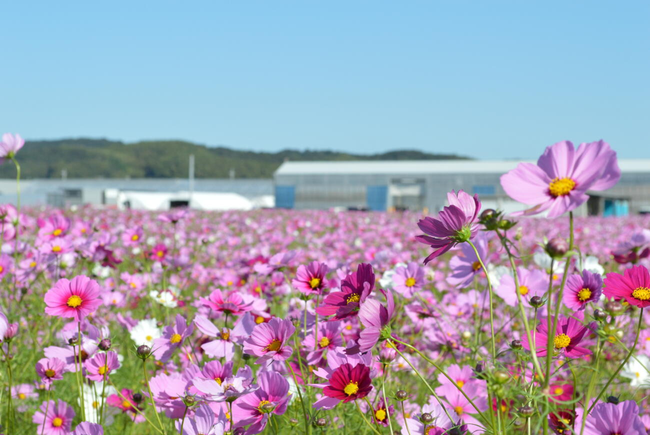 あたり一面絶景の花畑情報💐