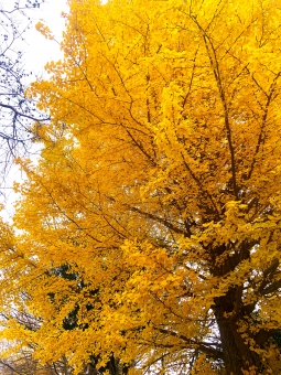 「山口パークロード」紅葉が見頃！🍂