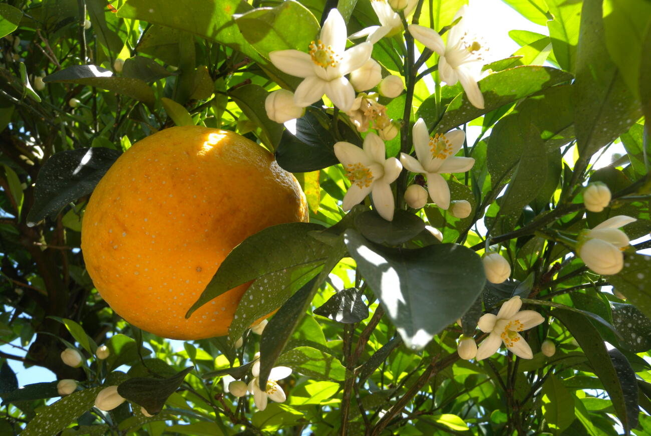 【季節限定】萩・夏みかんまつり開催🍊