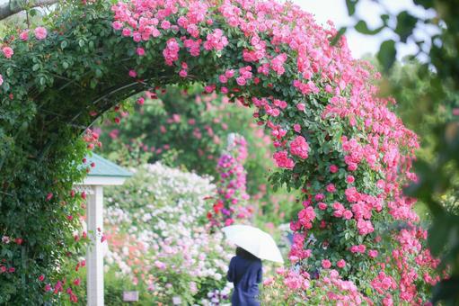 期間限定！！里山ローズ🌹