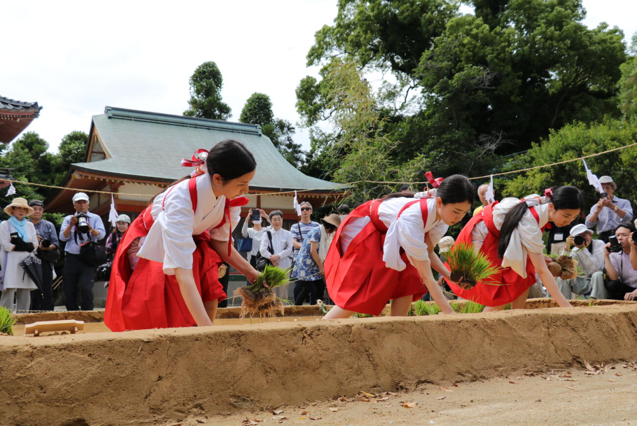 【6月30日(月)開催】防府天満宮御田植祭・夏越神事・大祓式⛩️