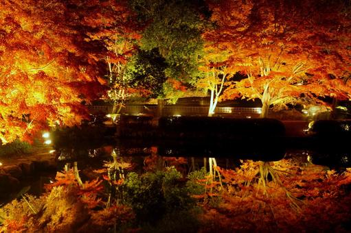 常栄寺雪舟庭「秋のライトアップ」開催中です🍁