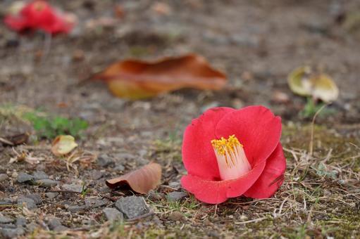萩・椿まつり💐椿が象徴する”静かな美しさ”