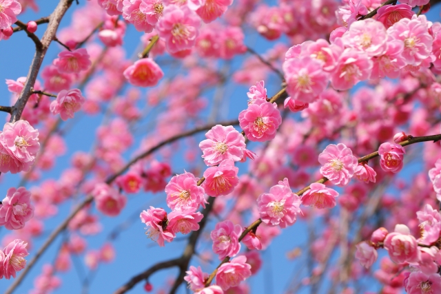 【3月の山口散策】防府天満宮の「梅まつり」から、春の訪れを感じる萩の城下町へ